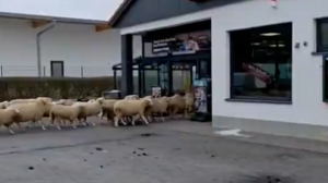 Almanya’da koyun sürüsü marketi böyle bastı
