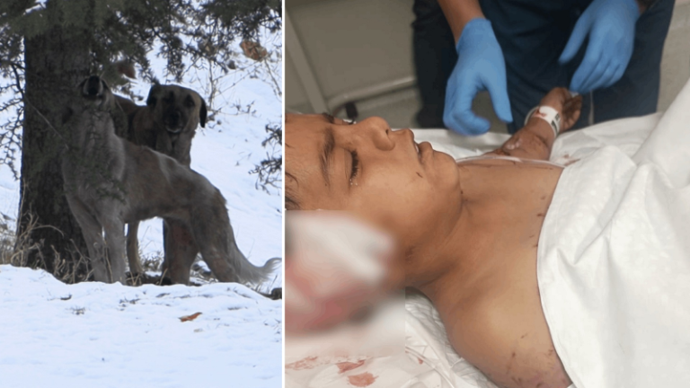 Ankara’da sahipsiz köpek dehşeti: Okul çıkışı sokak köpeklerinin saldırdığı Davut yaralandı, ‘Çocuğu paramparça ettiler’