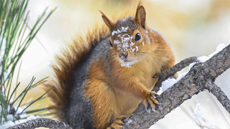 Ankara’lı sincaplar karda yemek aradı