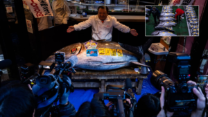 Bu balık açık artırmada 3,2 milyon dolara satıldı