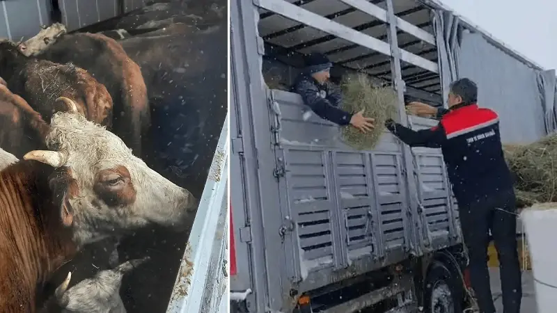 Tipide mahsur kalan TIR’daki hayvanlara saman ve ot götürüldü