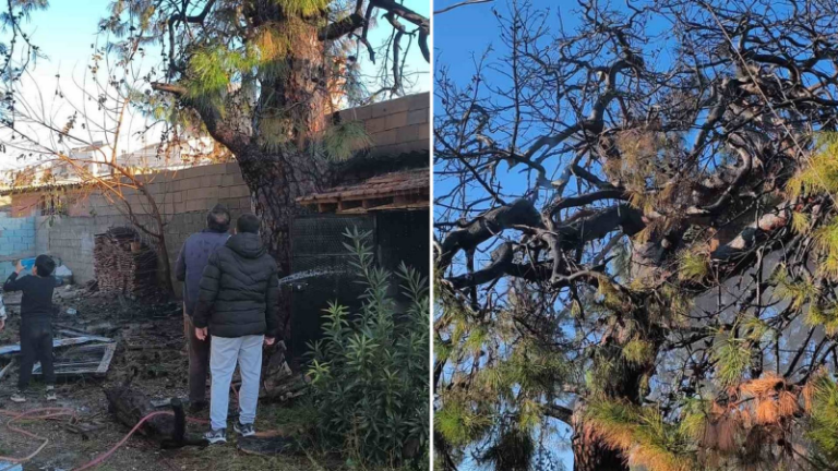 Yakılan ateş ağaca sıçradı: İtfaiye hortumlarla müdahale etti