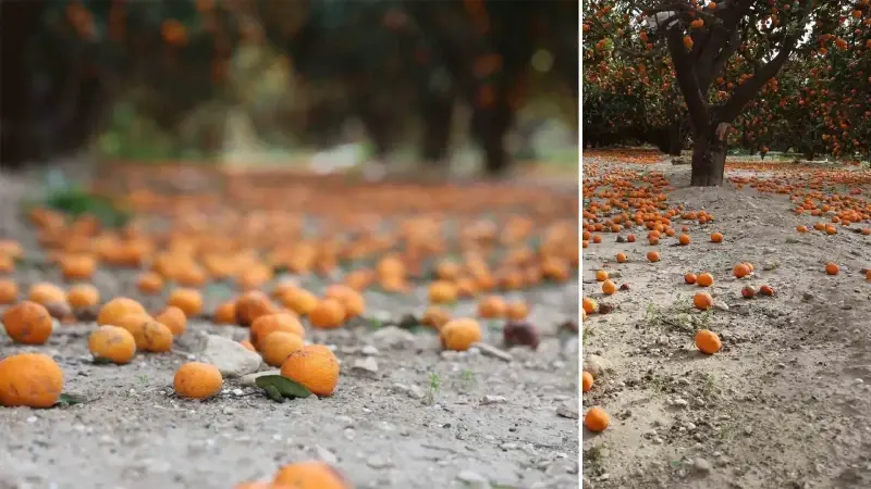 Zirai don değil bu sefer bolluk vurdu: Çiftçiler vatandaşa seslendi ‘Gelin bedavaya götürün’