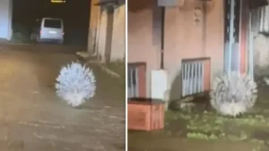 Afrika ve Akdeniz’in en tehlikeli hayvanları arasında görülüyordu: Aydın’da ortaya çıktı