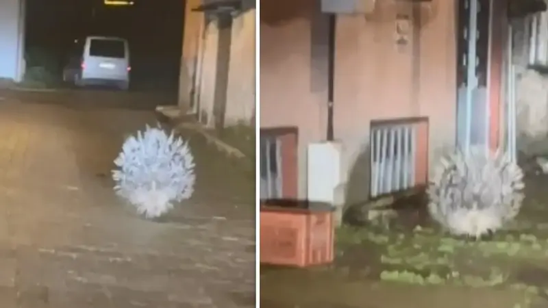 Afrika ve Akdeniz’in en tehlikeli hayvanları arasında görülüyordu: Aydın’da ortaya çıktı