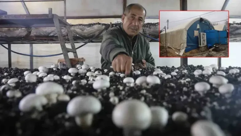 Altınlarını bozdurup ahırda üretime başladı: Şimdi 3 kez hasat yapıp sandığını 120 liraya satıyor