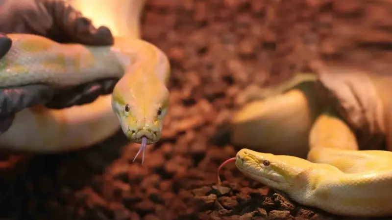 AVM’de piton şoku! Denizli’de tespit edildi görenler dehşete düştü