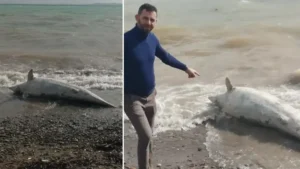 Ayvacık sahiline vurdu: Yürüyüş yaparken buldular