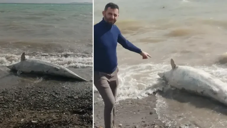 Ayvacık sahiline vurdu: Yürüyüş yaparken buldular