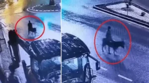 Forkliftle soydu eşekle kaçtı: Fıkra değil gerçek, Kayseri’deki ilginç kuyumcu soygunu kameralara böyle yansıdı