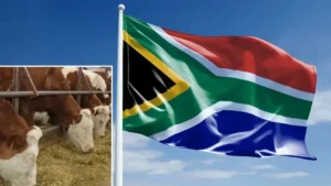 Güney Afrika’da şap salgını: Ulusal afet ilan edildi