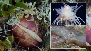 Kimi bataklık ormanlarında kimi okyanusun dibinde bulundu: İşte dünyanın en tuhaf canlıları ve ilginç özellikleri