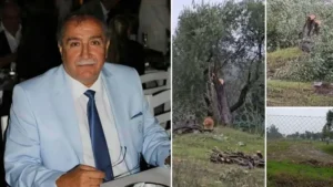Milas’ta skandal üstüne skandal: 100 yıllık zeytin ağaçlarını kestiği için değil Özgür Özel’e zarar vermemek için istifa etmiş