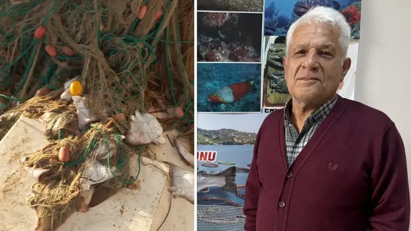 Nesli tehdit altında bilinen boğa vatozunun tam 35 tanesi ağa takıldı: Bilimsel makale ile dünyaya duyurulacak