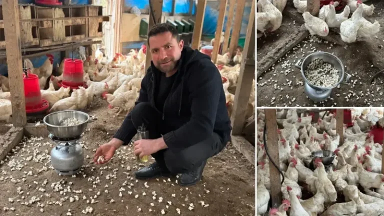 Strese giren tavukları için kümeste mısır patlattı: Verimleri bakın nasıl arttı