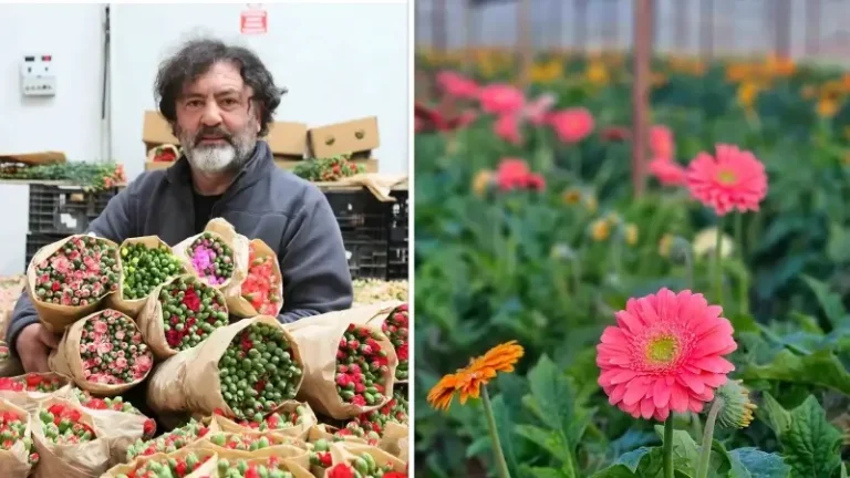 Türk çiçeğinde 160 milyon dolarlık ihracat rekoru: Yüzde 95’i tek bir şehirde üretiliyor