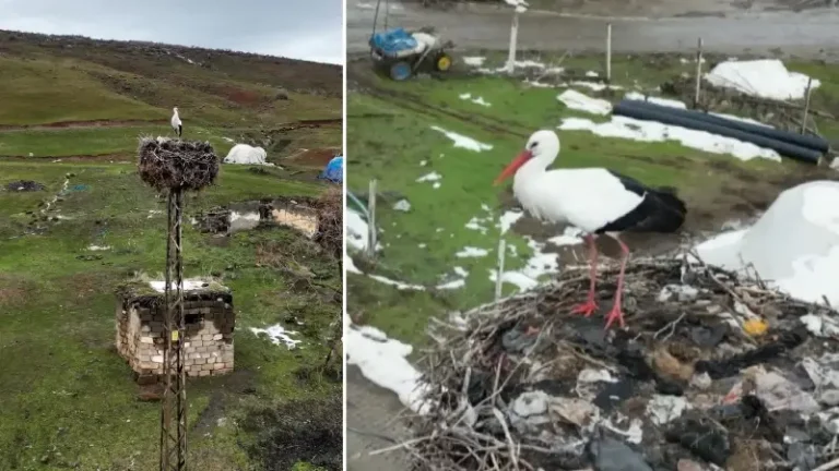 Üç yıldır göç etmiyor: Aynı yuvada kışı geçiriyor! Uzmanlar bilinçsiz müdahalelere karşı uyardı