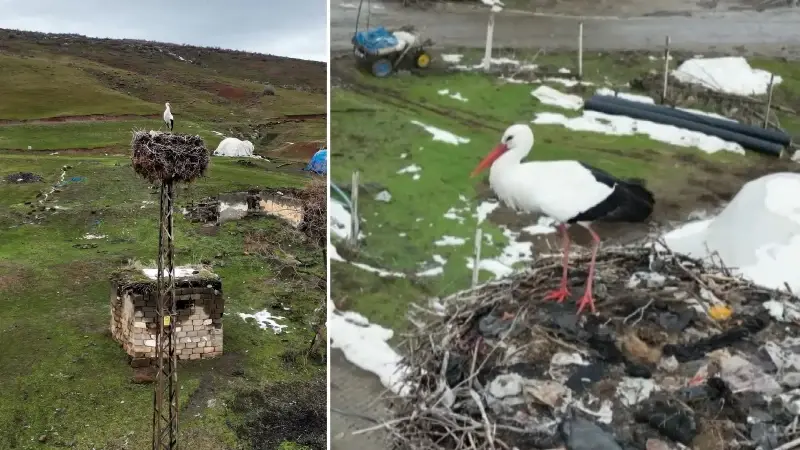 Üç yıldır göç etmiyor: Aynı yuvada kışı geçiriyor! Uzmanlar bilinçsiz müdahalelere karşı uyardı