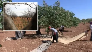 Metrekareye 413 kilogram yağış düştü: Gaziantep’te ‘yeşil altın’ için yüksek rekolte beklentisi