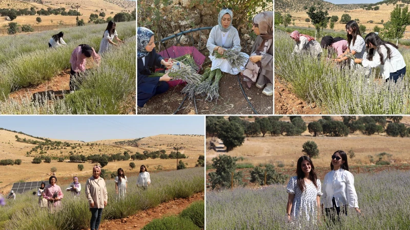 40 senelik boş arazi kadın eliyle çiçek açtı