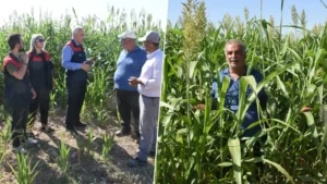 Çiftçinin yeni gözdesi oldu: Domuz bile yanına yaklaşamıyor, susuzluğa dayanıyor yılda dört kez biçiliyor