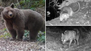 Doğanın gizli dünyasını fotokapanla görüntüledi