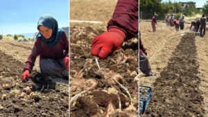 Dünyanın en pahalı baharatı: Kilosu 650 bin TL’den satılıyor! Ekimine başlandı 3 ayda hasat edilecek