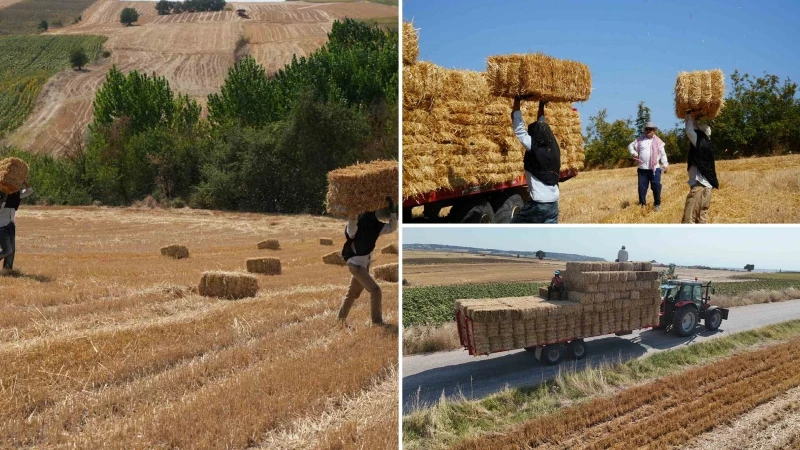Edirne’de balya işçilerinin sıcak havada zorlu mesaisi
