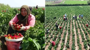 El yakıyor yüz yakıyor ama hasat devam ediyor: Hatay’da zorlu mesai