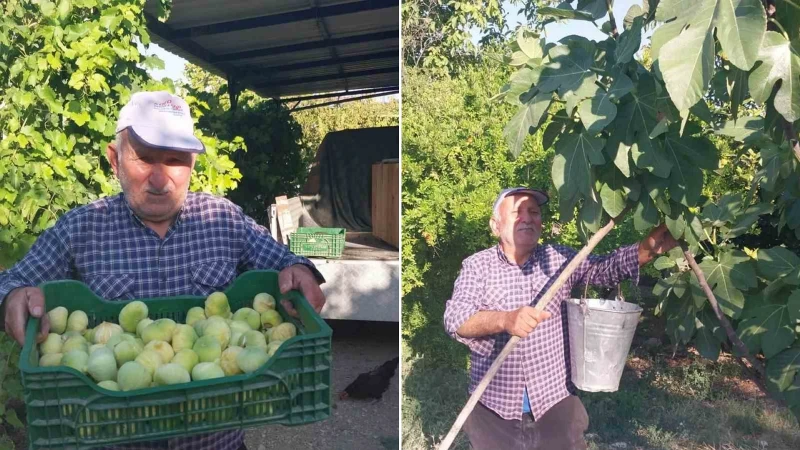 Gün ışığı etkisini göstermeden toplanmaya başlıyor: Kilosu 200 liradan alıcı buluyor