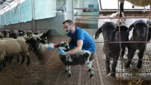 Kastamonu’da bilimsel çalışmalar meyvesini verdi: 55 koyun 100’ün üzerinde kuzu doğurdu