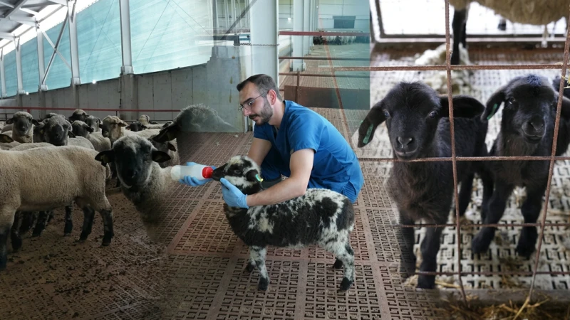 Kastamonu’da bilimsel çalışmalar meyvesini verdi: 55 koyun 100’ün üzerinde kuzu doğurdu