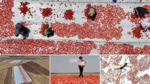 Kırmızı altın mesaisi: Diyarbakır’da kavurucu sıcakta zorlu hasat başladı, İtalya, ABD ve Hollanda’dan sipariş yağıyor