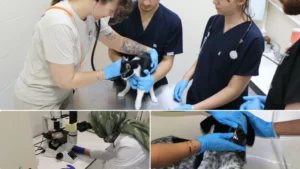 Kuduz uyarısı: Kesinlikle ihmale gelmez, ‘Klinik belirtiler başlarsa tedavi imkanı yok’