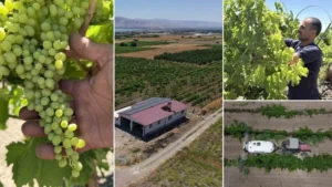 Memlekete döndü, baba mesleğini büyüttü: Almanya’yı bırakıp Elazığ’a geldi, 300 dönüm tarlada üretmeye başladı