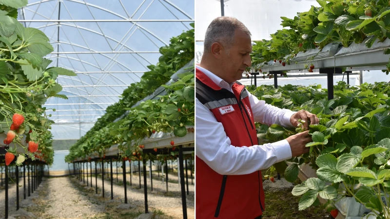 Ordu’da fındığın yanına dev gelir kaynağı: Çiftçinin yüzünü güldürdü