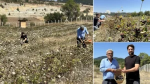 Safranbolu’nun yeni tarım ürünü: Dört yıl önce dikti, şimdi kendi markasıyla satmayı hedefliyor