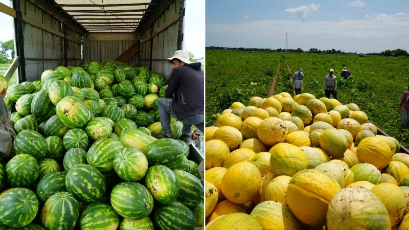 Süheyla kavununda hasat zamanı: Rekolte yüzleri güldürdü